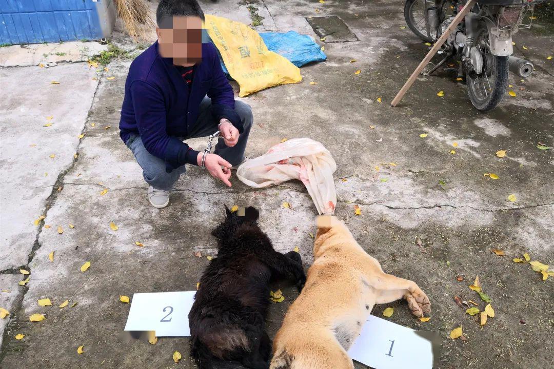 揭秘最新偷狗隊真相與應對策略